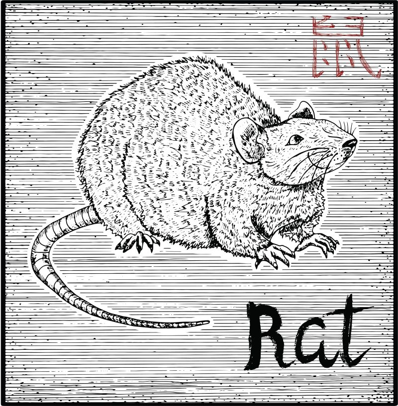 矢量抽象手绘老鼠插图设计