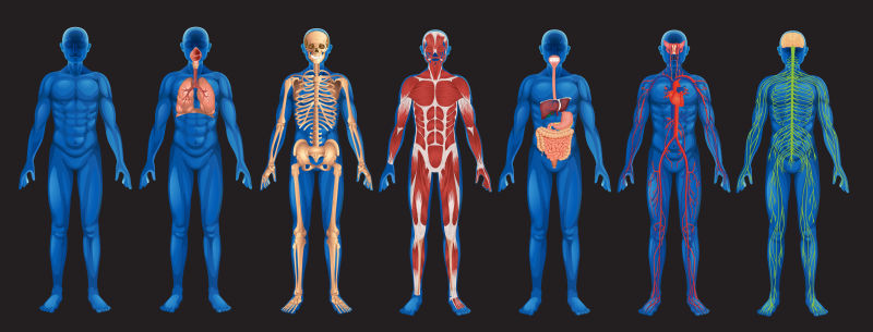 抽象矢量现代人体身体系统解剖学平面插图
