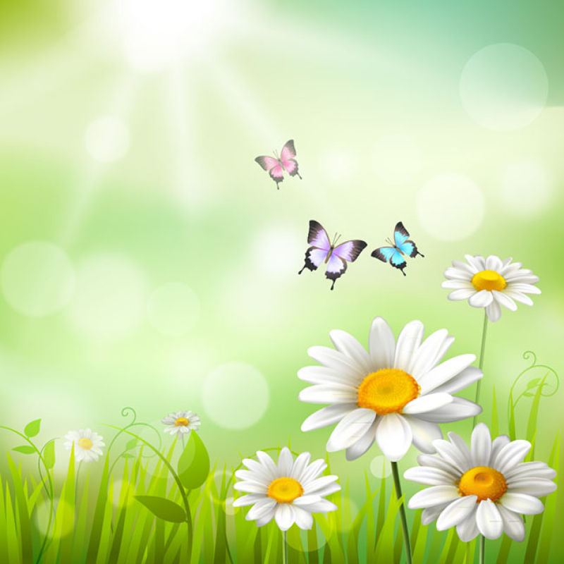 以白色雏菊和蝴蝶为背景的夏季草地