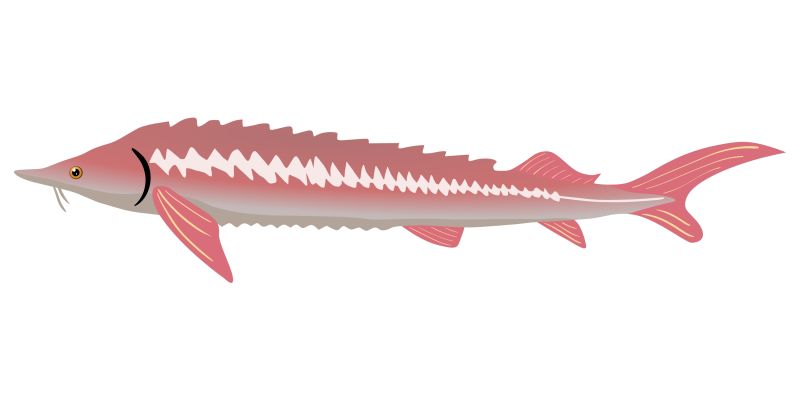 创意矢量鳟鱼元素插图设计