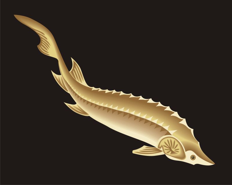 创意矢量现代金色鳟鱼图标设计