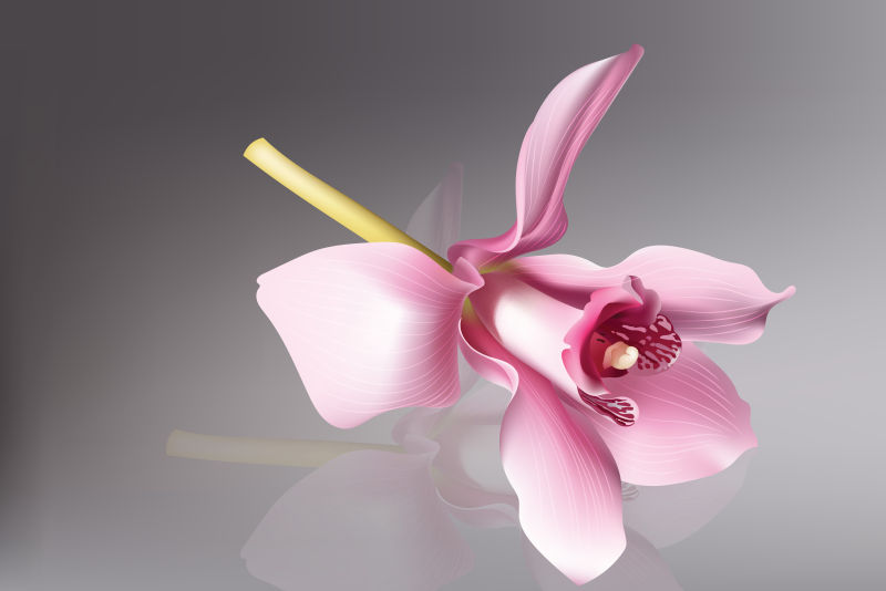 矢量抽象现代粉色兰花创意设计插图