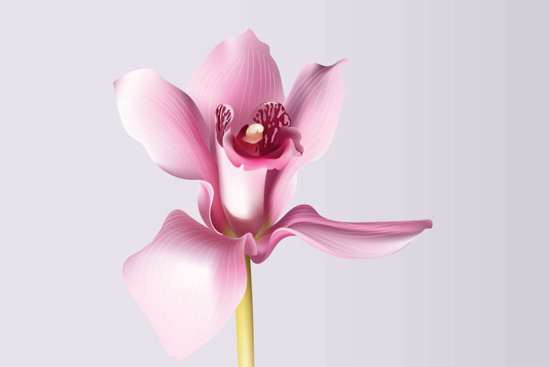 抽象矢量现代粉色兰花设计插图