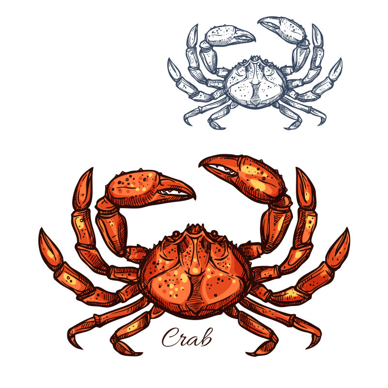 创意矢量手绘螃蟹插图设计