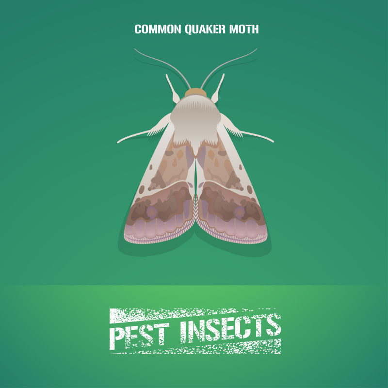 抽象矢量昆虫元素的害虫防治海报设计