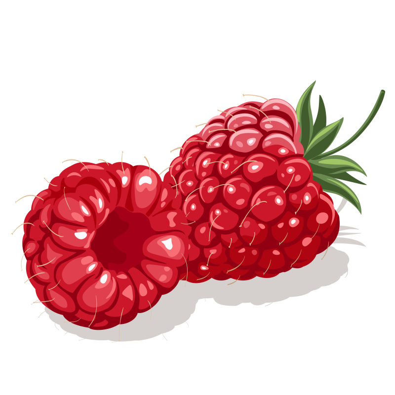 抽象矢量新鲜红莓插图设计