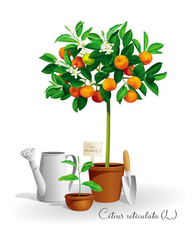 抽象矢量新鲜的橘子树设计