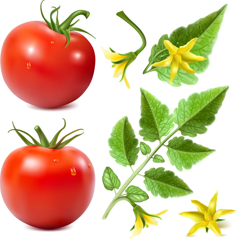用于设计的向量元素集-红色成熟番茄-有水滴番茄叶和番茄花-矢量图