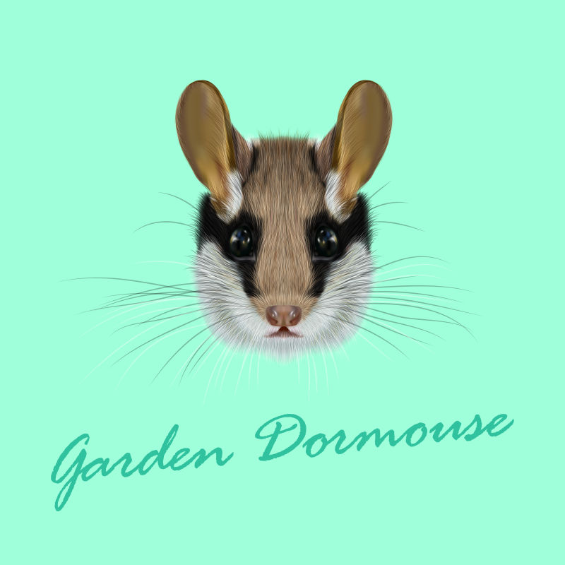 创意矢量花园睡鼠头像插图
