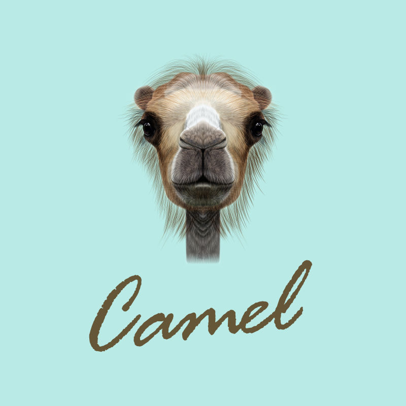 抽象矢量现代骆驼插图设计