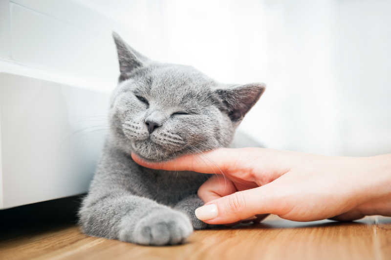 灰色的小猫喜欢被手抚摸