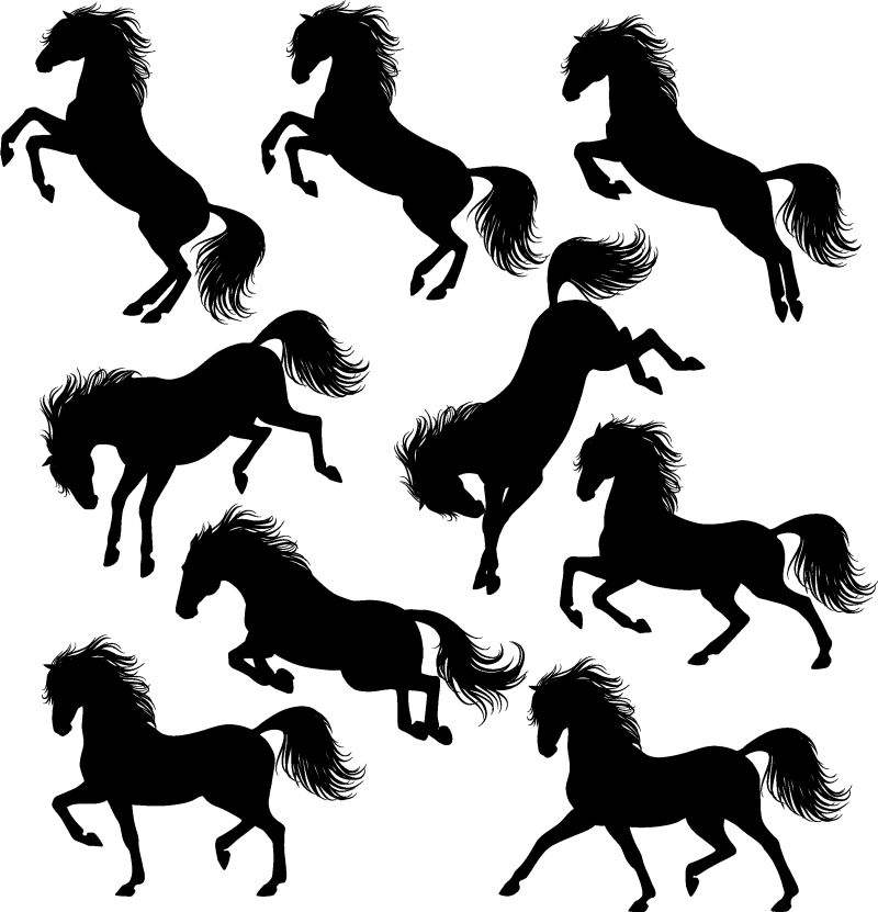 一组运动的马的轮廓被隔离在白色上