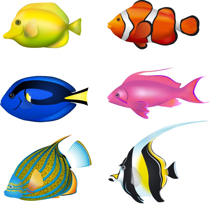热带鱼类群-斑马-小丑鱼-蓝汤-七弦琴-天使鱼-摩尔偶像矢量插图集