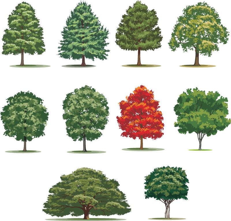 真实的树群-白底独立矢量树
