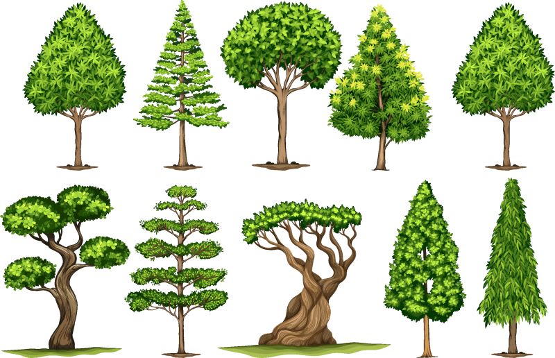 不同类型的树木说明