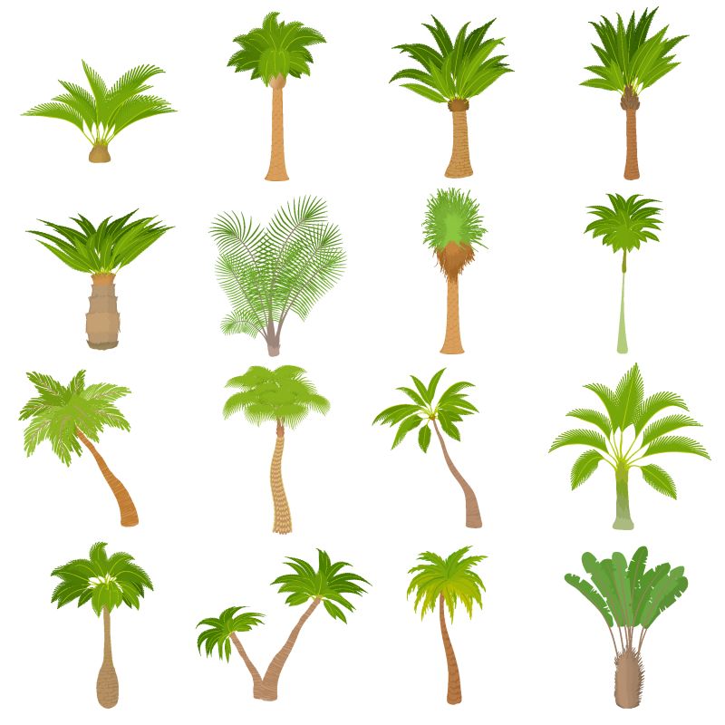 不同的棕榈树图标集-16种不同棕榈树的网络矢量图标动画演示