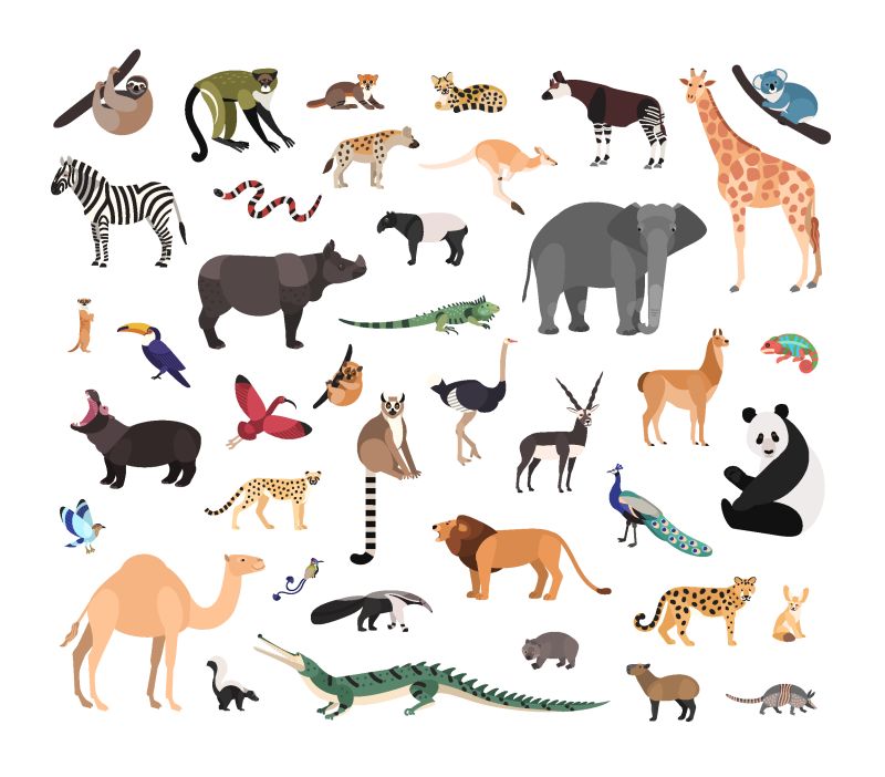 白色背景下的外来野生动物的集合-生活在热带草原丛林和沙漠中的动物群-野生动物集-平面卡通风格的彩色矢量插图