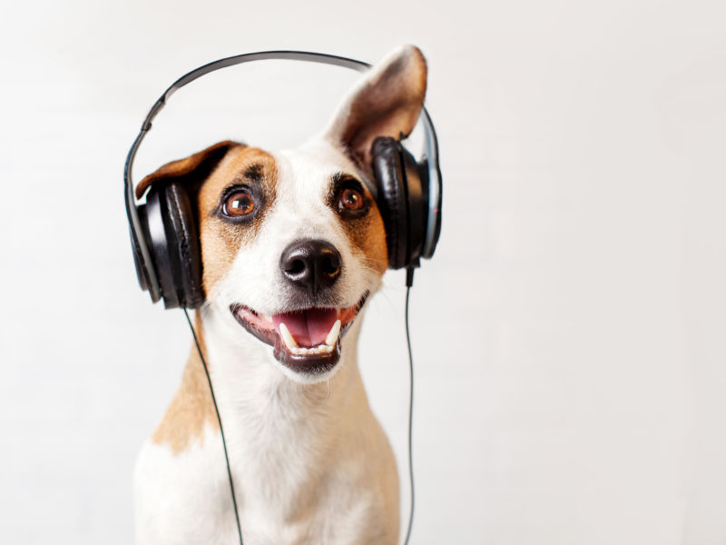 带耳机的狗在听音乐