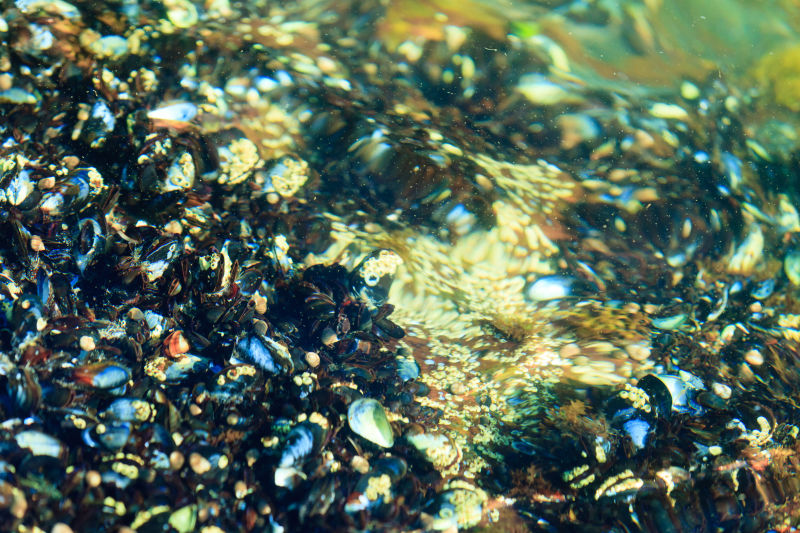 抽象背景水中贝壳