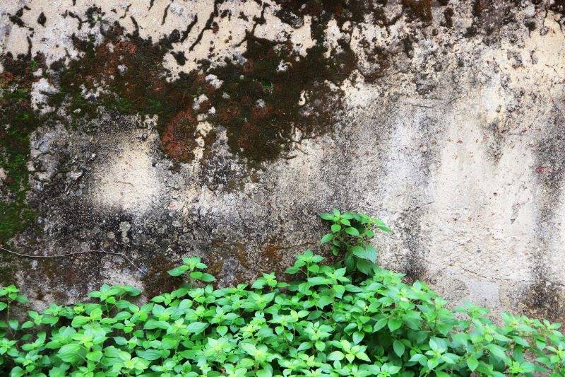 石墙青苔绿植