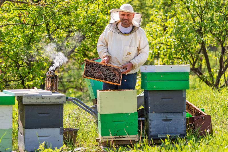 在工作的养蜂人养蜂人把架子从蜂房里抬出来养蜂人拯救蜜蜂