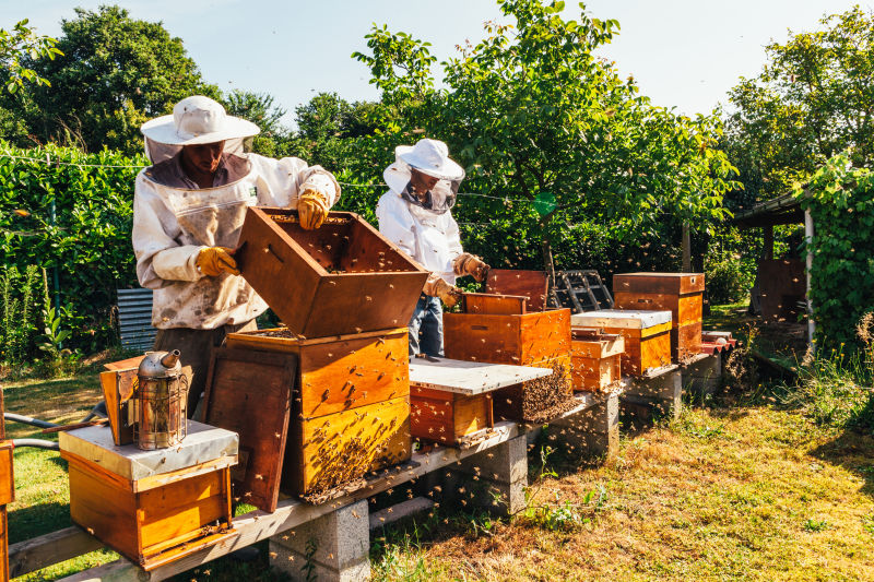 蜂蜜生产与养蜂