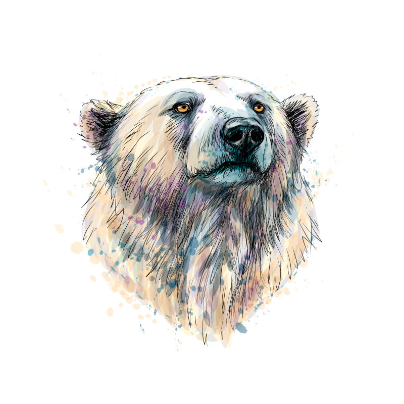 从泼洒的水彩和手绘素描中拍摄的北极熊头部肖像