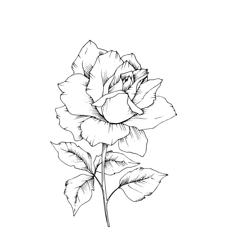玫瑰花独立设计元素-详细轮廓-黑白矢量图
