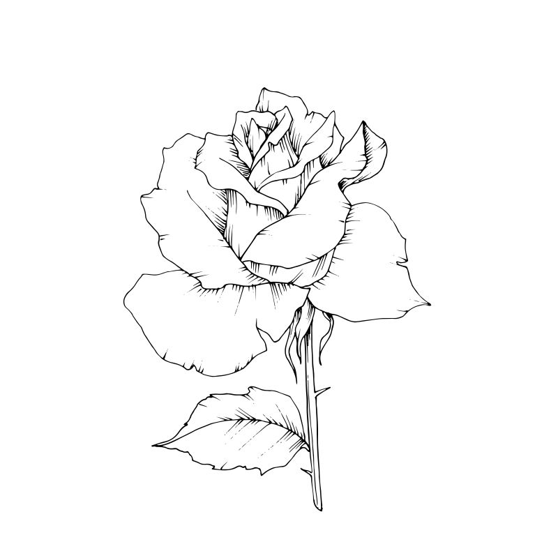 手绘玫瑰的矢量图-白底玫瑰矢量图-线条艺术-花卉轮廓
