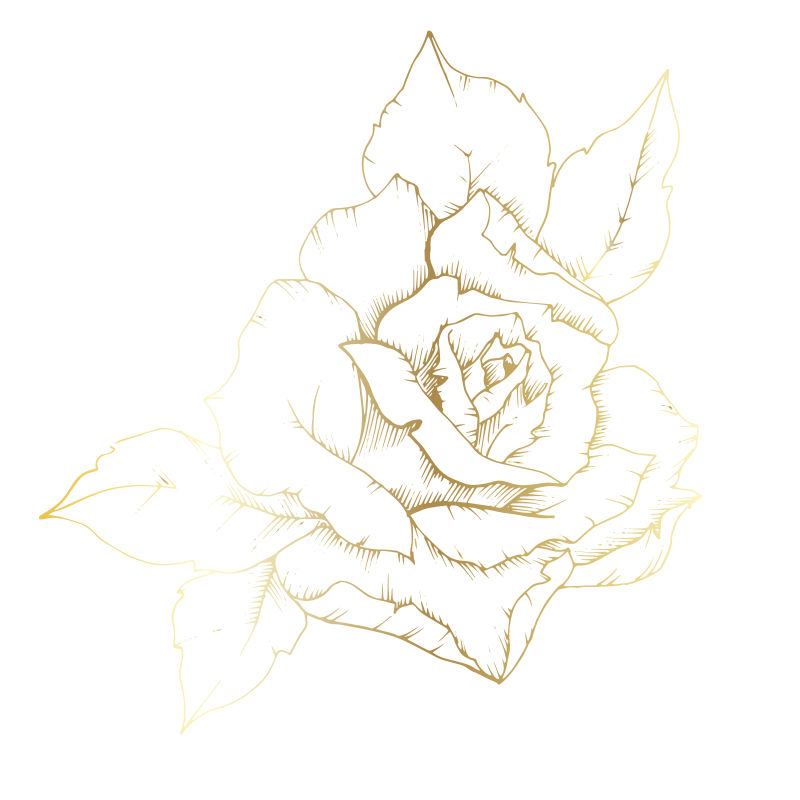 玫瑰水墨画花卉矢量插图和线条艺术-花卉插图