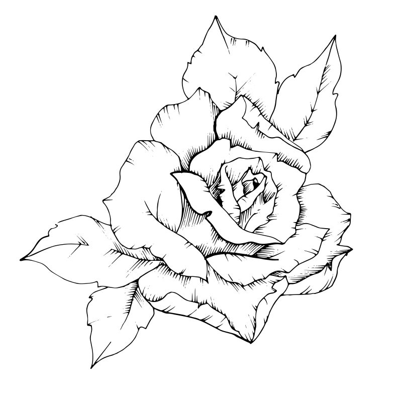 矢量花-独立的插图元素-植物的全名：玫瑰-用于背景纹理包装图案框架或边框的矢量花