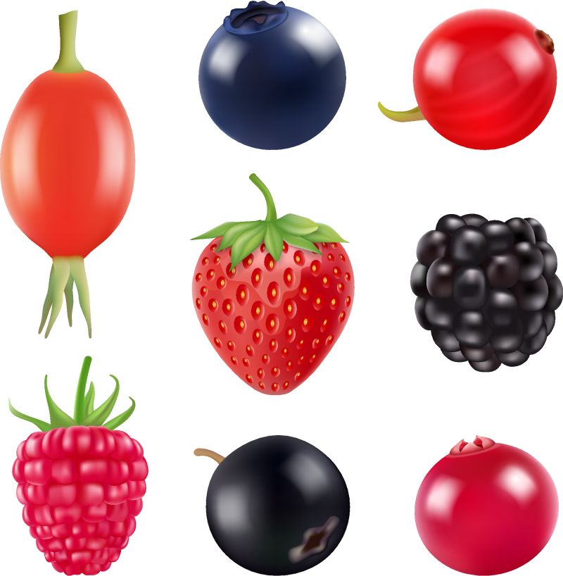 一套浆果-新鲜水果和浆果的真实图片-白色隔离-矢量黑莓和蓝莓-黑莓和草莓插图