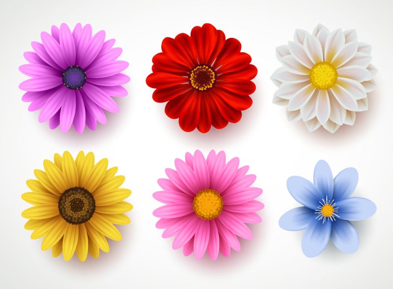 春花彩色矢量集-白底隔离-以各种颜色的雏菊和向日葵作为春天的图案元素和装饰-矢量图
