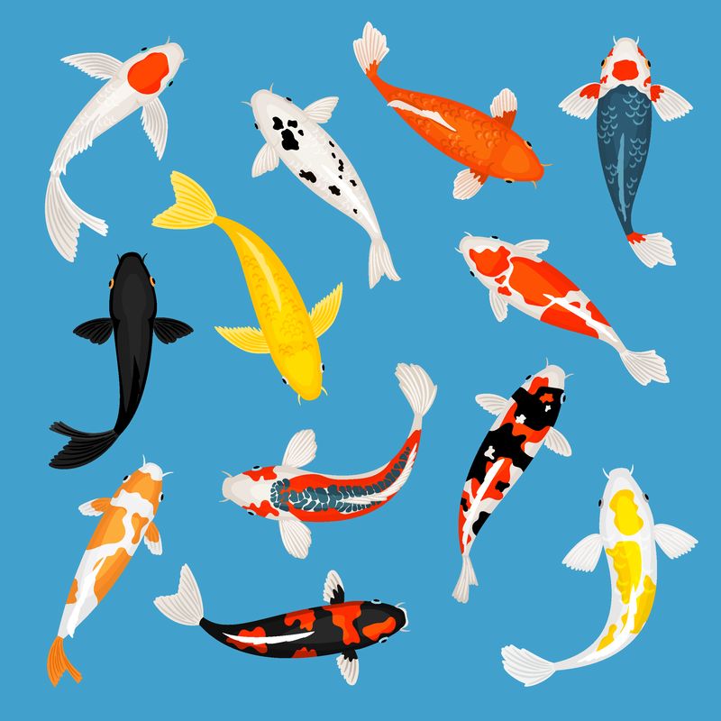 锦鲤鱼-锦鲤鱼矢量图-红色和黄色游动的东方金鱼-蓝色背景隔离