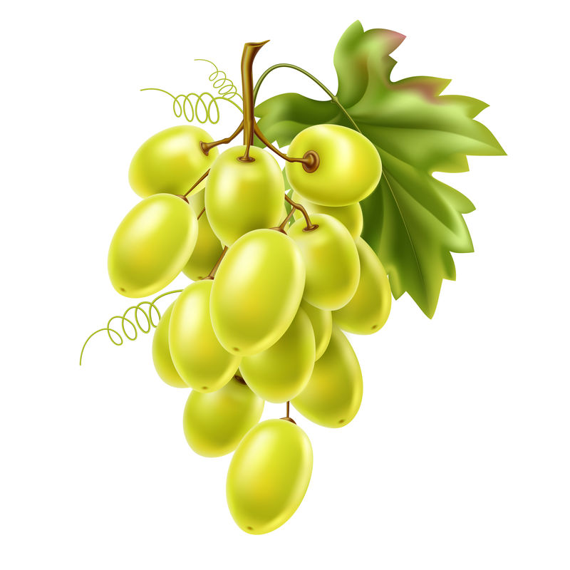 带成熟浆果和叶子的矢量红葡萄串