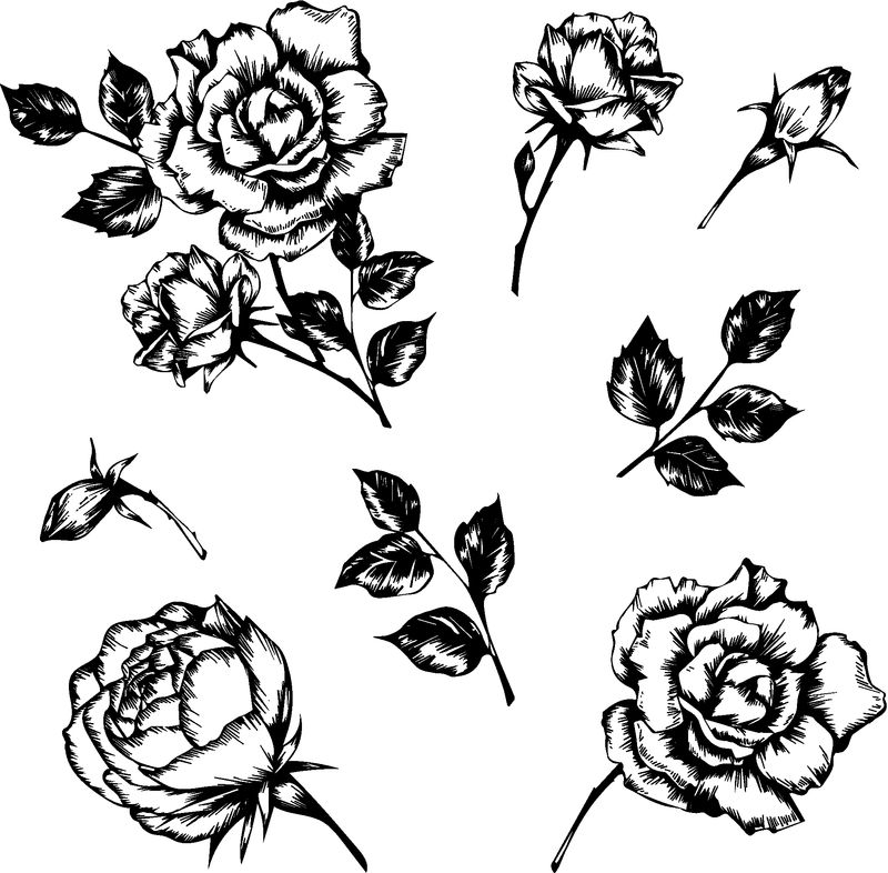 一套矢量手绘玫瑰图