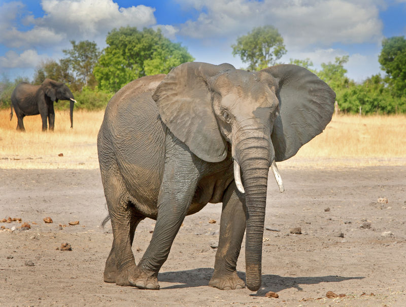 一头大大象站在万基干涸的平原上背景是树木