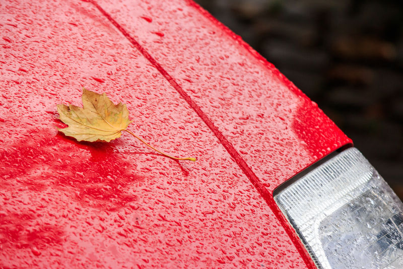黄色的叶子在潮湿的红色汽车引擎盖上