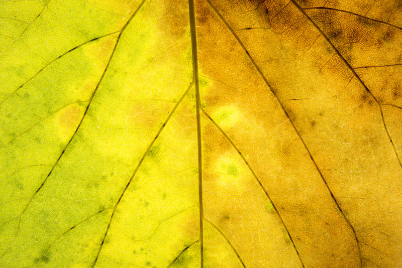 抽象的绿色和黄色叶子的背景纹理