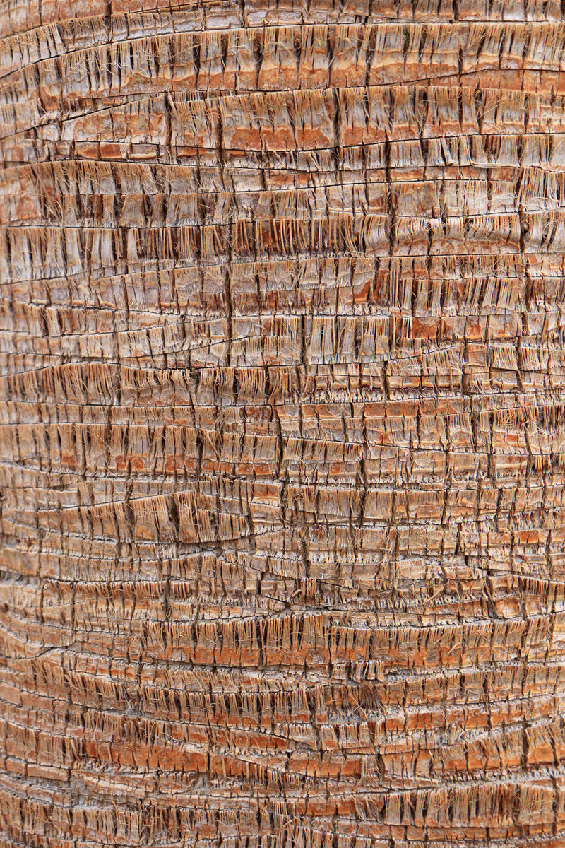 热带树干背景棕榈树皮纹理埃索蒂