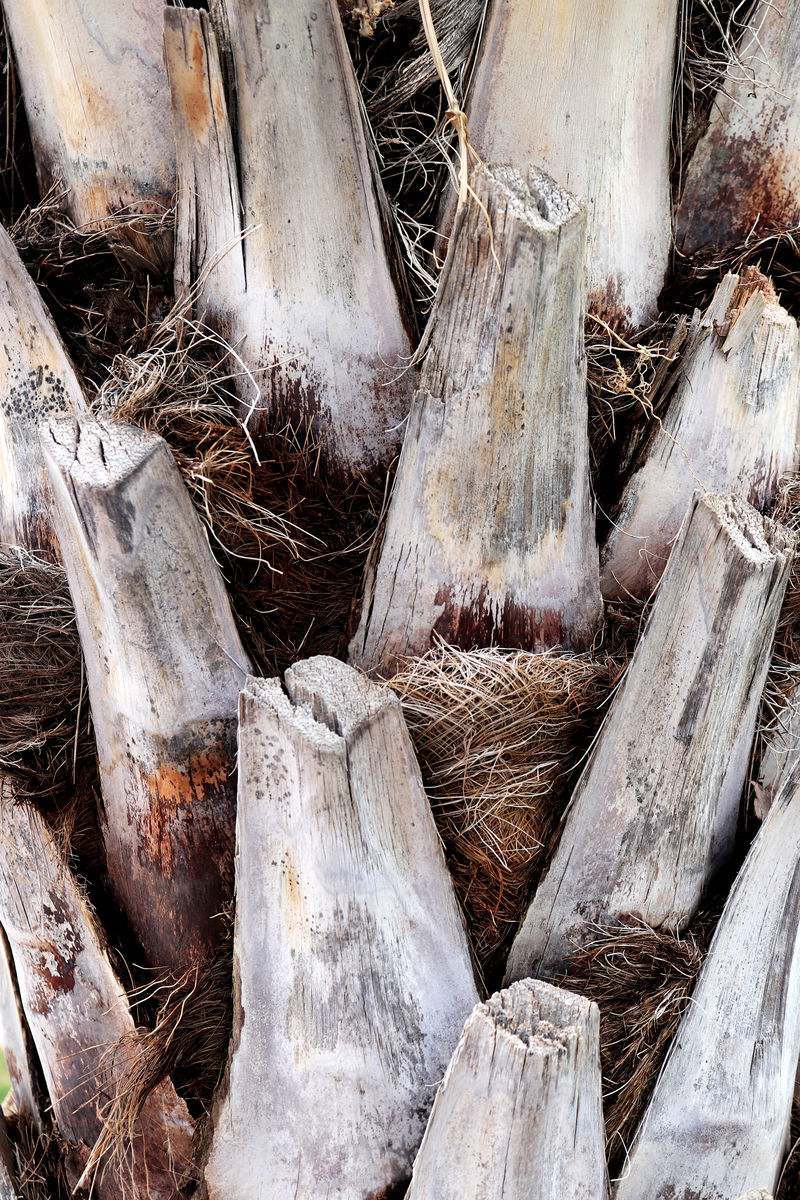 棕榈树树皮纹理热带剪枝木结构背景