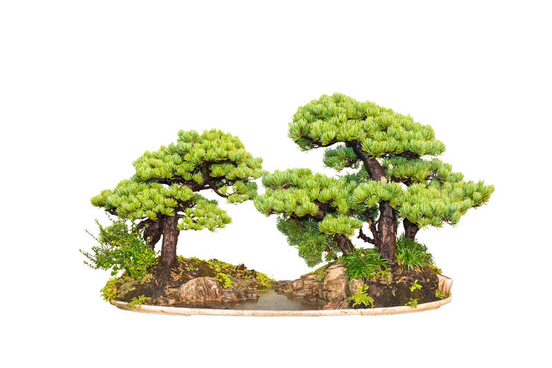 松盆景树