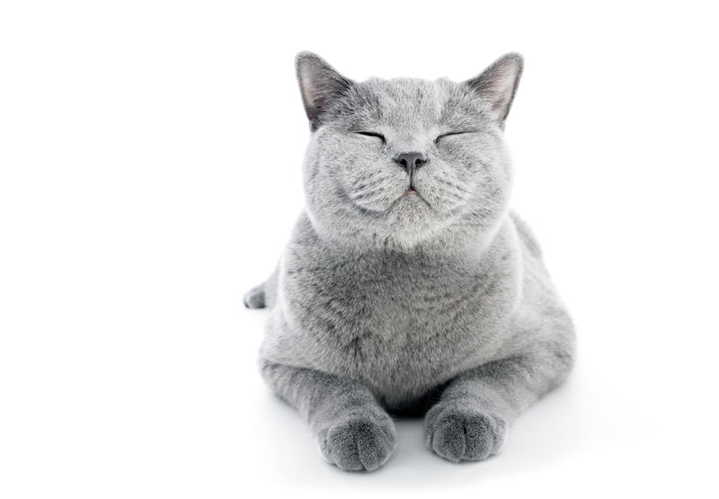 英国短毛猫孤立在白色的微笑