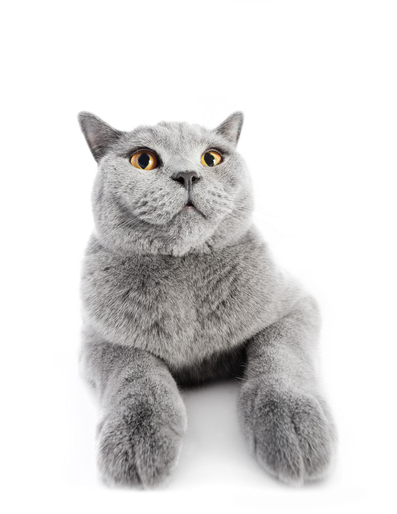 英国短毛猫孤立在白色的广角图片素材 动物素材 Jpg图片格式 Mac天空素材下载