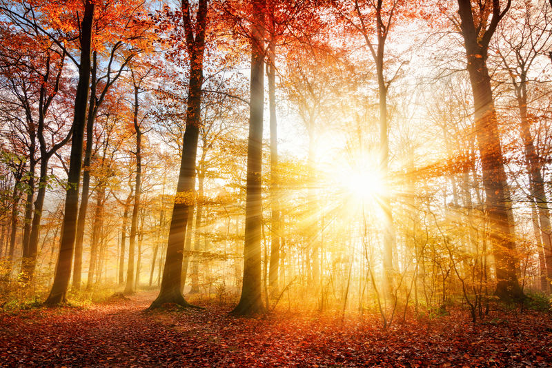 美丽的秋天阳光在森林里