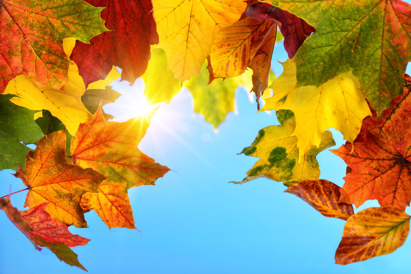 五彩缤纷的秋叶和蓝天中的太阳