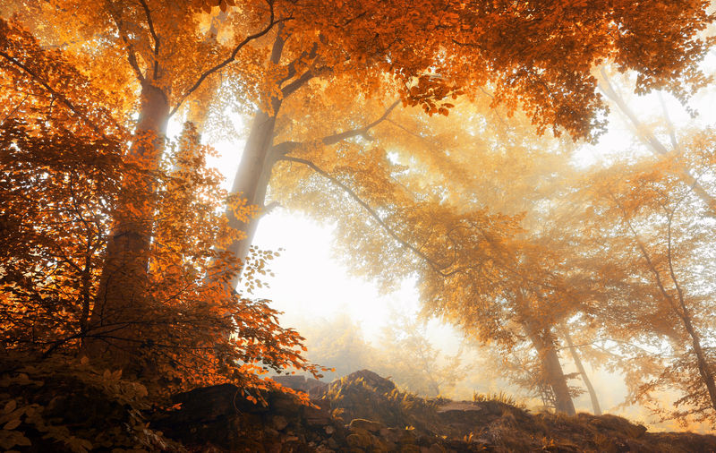 秋天雾林中的树木