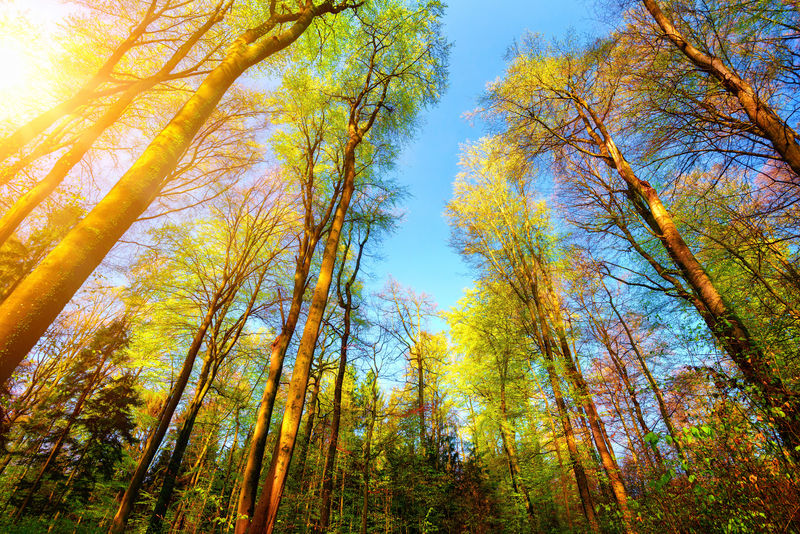 丰富多彩的场景在森林的树梢由太阳照亮