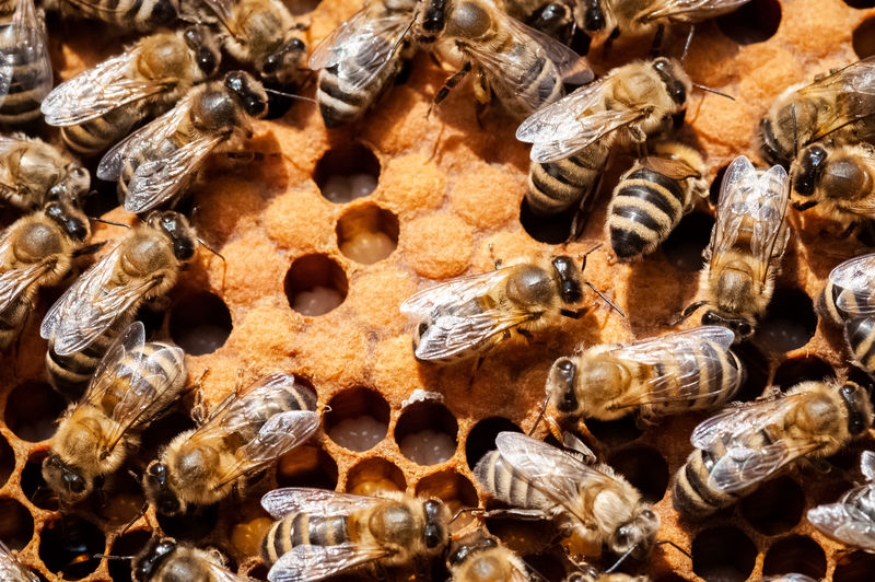 蜂巢养蜂场选择性聚焦蜂巢上蜜蜂的特写镜头