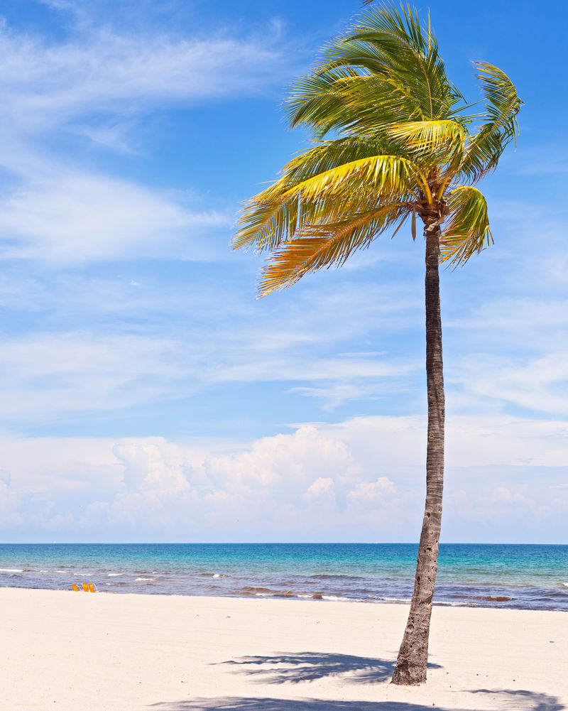 佛罗里达迈阿密海滩阳光明媚的夏日午后棕榈树背景为海洋和蓝天